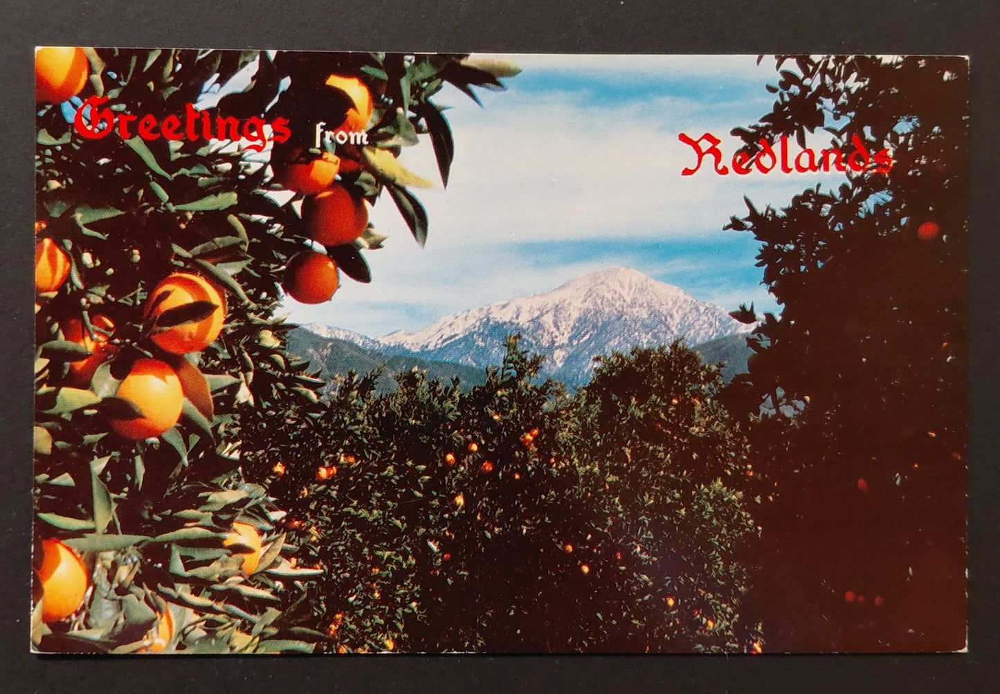 Greetings from Redlands — Orange Groves & Snow-Capped Mountains — Vintage Josef Muench Postcard c.1950s–60s